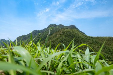 Yeşil Çimen ve Mavi Gökyüzü