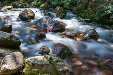 Ormanda güzel bir şelale