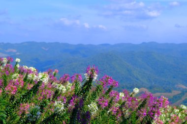 Tak Eyaleti, Tayland 'daki Mae Sot Bölgesi' ndeki güzel dağ manzarası. Cleome Hassleriana çiçekleri ön planda çiçek açıyor..