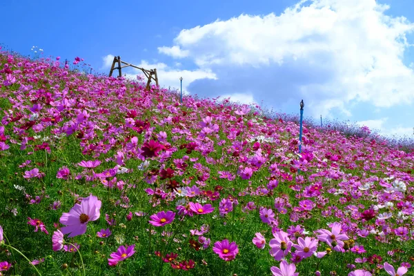 Kozmos çiçek tarlası yamaçta salıncaklar, banklar, fıskiyeler ve mavi gökyüzüyle çiçek açıyor..