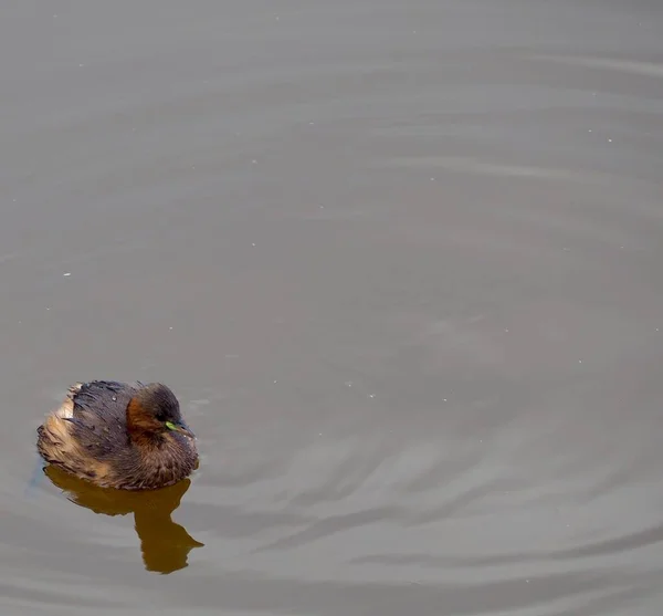 Duck Floating Water Close Reflection Pond — ストック写真