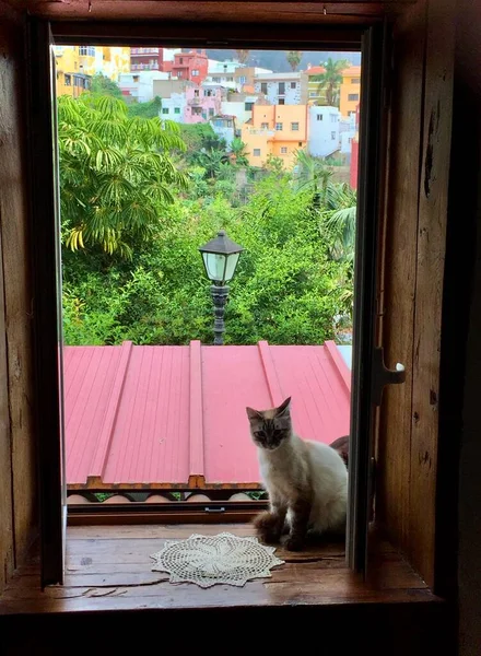 Cat Sitting Window City — Stock fotografie