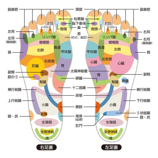 Réflexologie Points Massage Des Pieds Zones Réflexologie Signes Massage Points — Image vectorielle