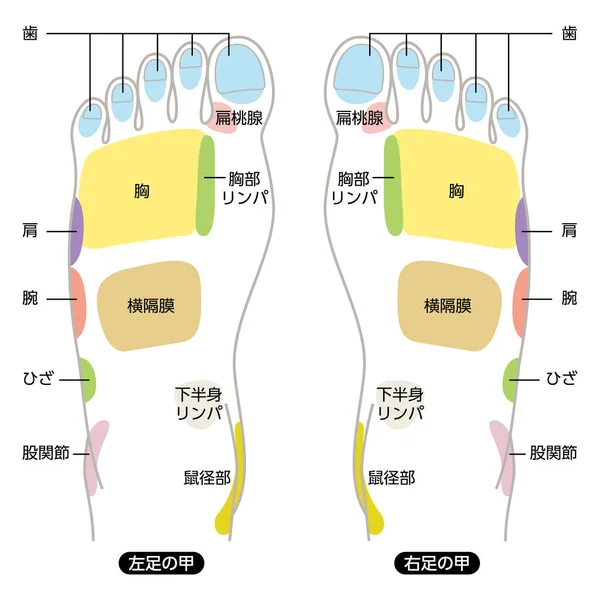 Reflexology Σημεία Μασάζ Ποδιών Ρεφλεξολογία Ζώνες Σημάδια Μασάζ Και Χρωματιστά — Διανυσματικό Αρχείο