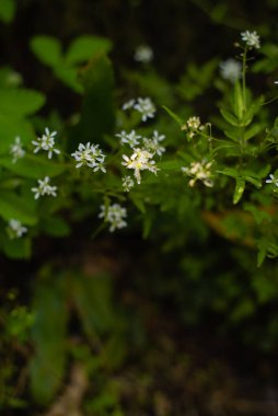 Yeşil yapraklar, doğa bitki örtüsü