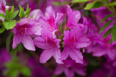 pembe rhododendron çiçek arkaplanı