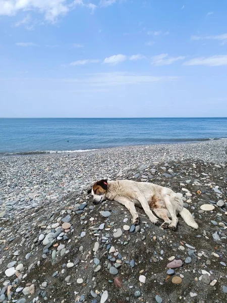 Σκύλος Κάθεται Στην Παραλία Και Βλέποντας Θάλασσα Batumi — Φωτογραφία Αρχείου