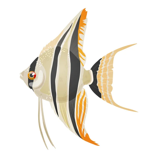 Ilustracja wektorowa słodkowodnego akwarium angelfish, pterophyllum scalare — Wektor stockowy