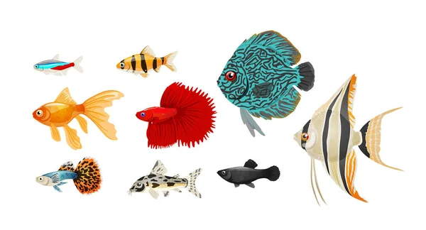 Ryby akwariowe słodkowodne ustawione w realistycznym stylu, ilustracja wektor. — Wektor stockowy