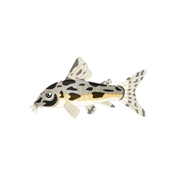 Aquarium catfish,single illustration of freshwater fish in realistic cartoon. — Stock Vector