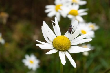 Yeşil çayırlarda beyaz papatyalar.