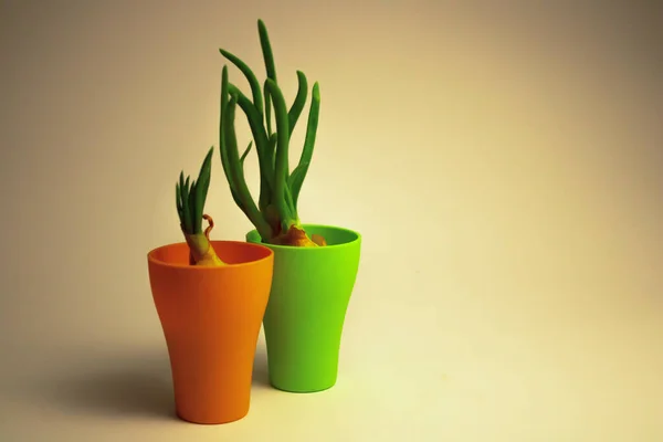 Yeşil soğanlı ve gözlüklü filizler, iki, sıcak arka planda. Yeşil ve turuncu cam.