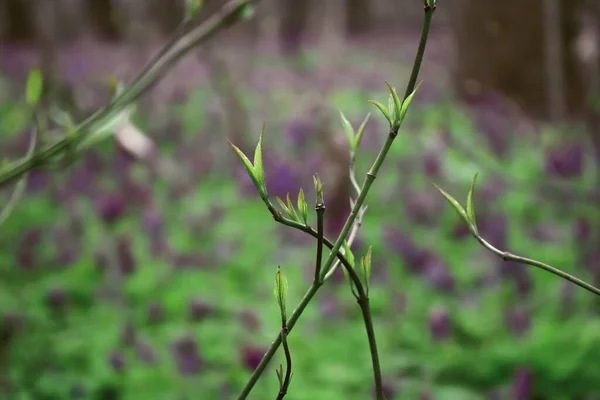 Vahşi ormanda çiçek açan dallar var. İlkbahar doğayı uyandırır.