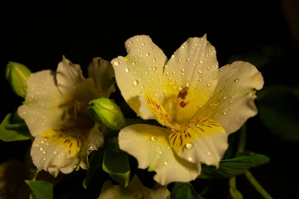 Çiyli sarı ve beyaz çiçekler