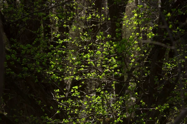 Eski bir bahçe yeni bir hayata başlıyor.