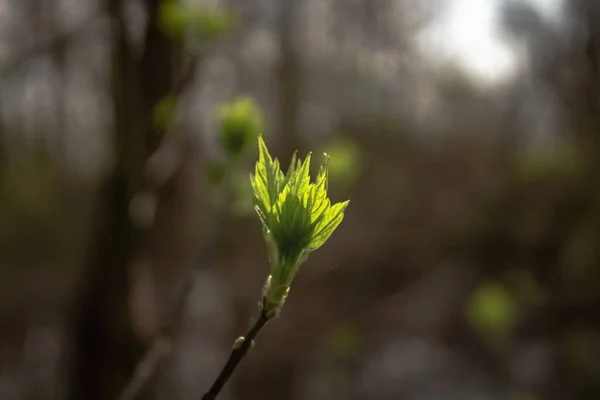 Sert bir kıştan sonra bahar uyanıyor..