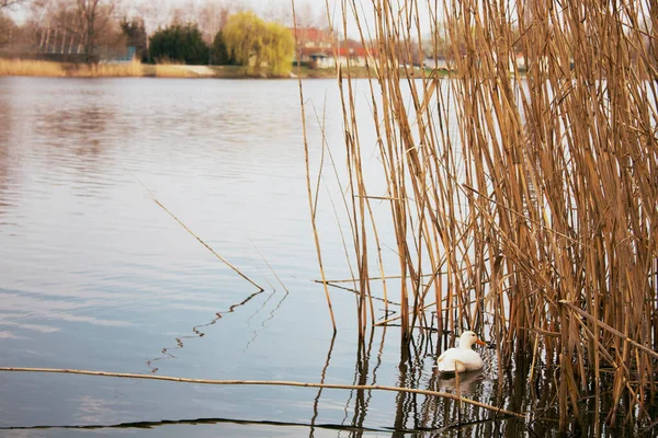 nehir kıyısı yaban ördeği.
