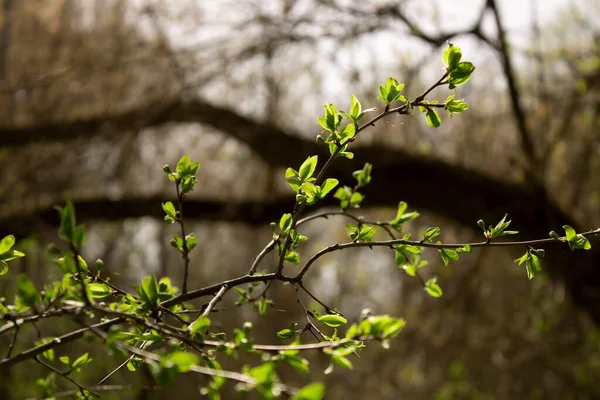 Sert bir kıştan sonra bahar uyanıyor..