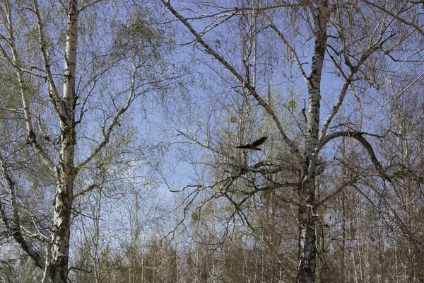 Kuş, baharda gökyüzüne karşı avlanır.