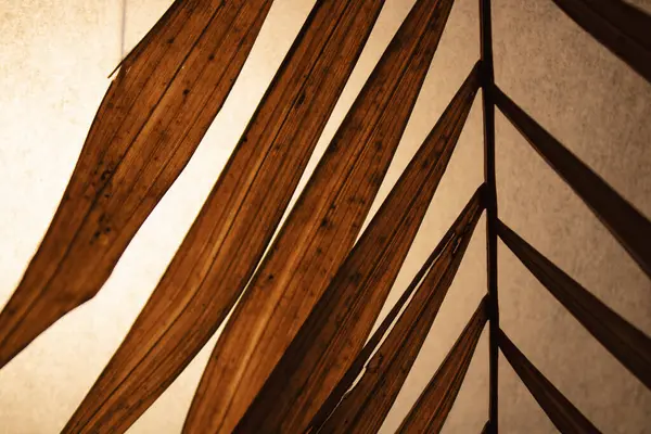 Kuru palmiye yaprakları. Kurumuş tropik palmiye yaprağı seti. Terracotta bitkileri. Beyaz arkaplanda izole.