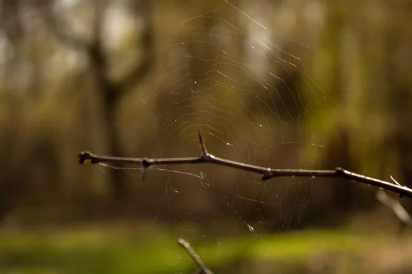 Ağaçlardaki ormanda avlanan bir örümceğin doğal ortamı.