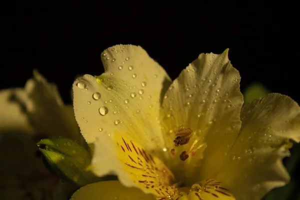 Çiyli sarı ve beyaz çiçekler