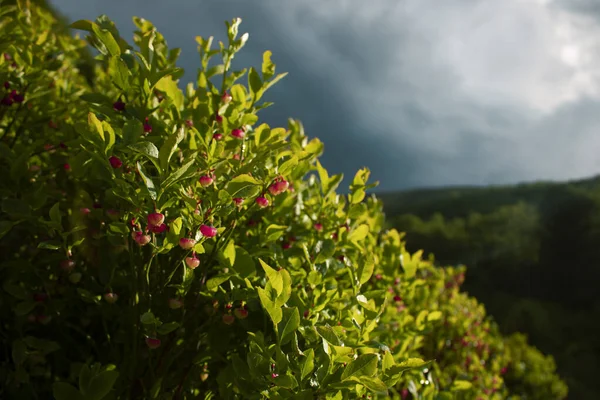 Böğürtlen çalısı, ön planda parlak çiçekler.