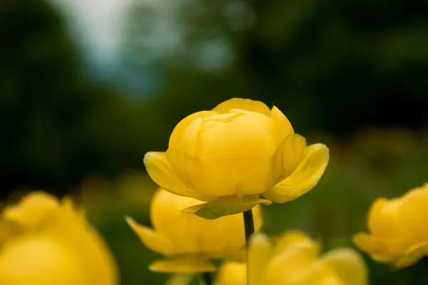 Sapı bulanık sarı yapraklı bir çiçek..