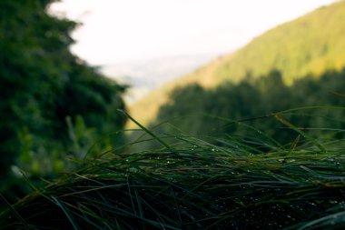 Çimen yaprakları ön planda damlalarla birlikte. Dağlarla bulanık arkaplan.