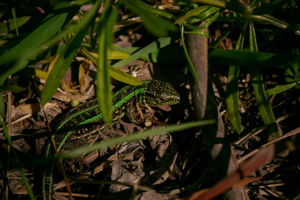 Yeşil kertenkele güvende olmak için çevre kılığına girmiş..