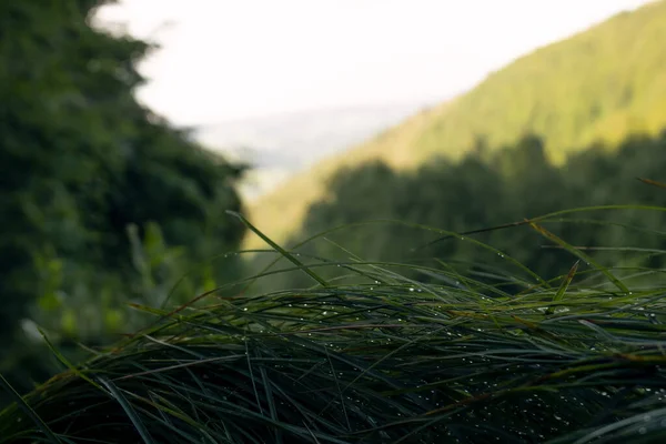Çimen yaprakları ön planda damlalarla birlikte. Dağlarla bulanık arkaplan.