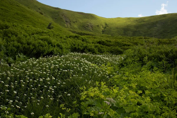 Arkasında Gemba Dağı olan güzel dağ çiçekleriyle dolu bir çayır.