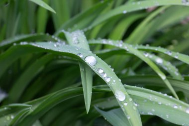 Çiyli yeşil çimen