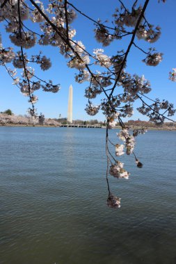 Dikey Kiraz Ağacı Washington Anıt Suyu DC