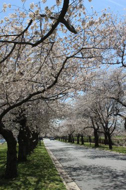 Güzel Dikey Pembe Kiraz Ağaçları Washington DC 'de