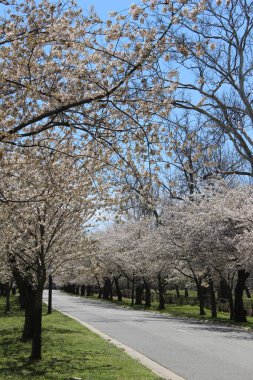 Dikey Kiraz Çiçekleri Pembe Tam Çiçek Washington DC