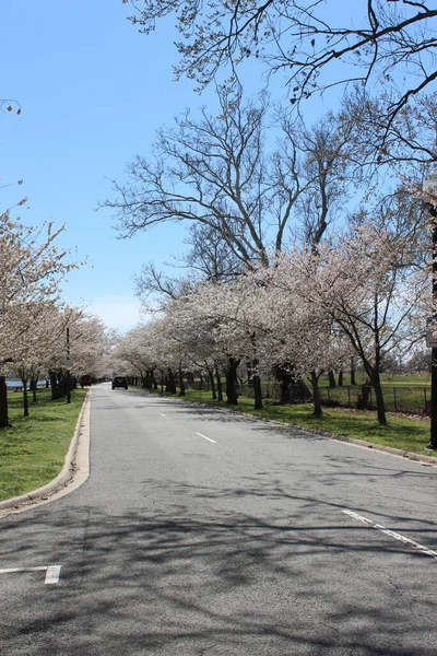 Dikey Kiraz Ağaçları Pembe Manzara DC