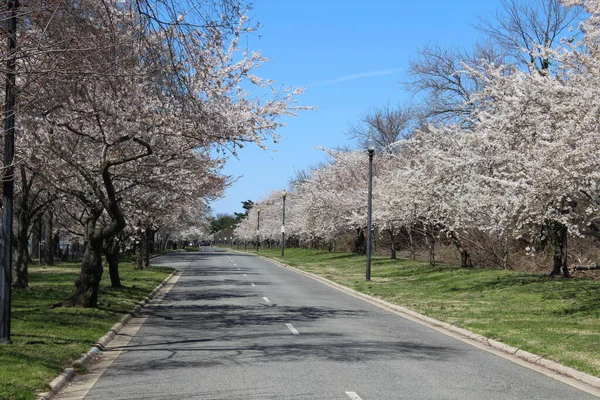 Road Street Cherry Blossoms Pink Vue panoramique DC — Photo