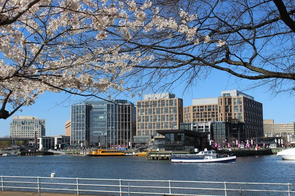 Sunny Washington DC Skyline Cherry Blossoms The Wharf — Stockfoto