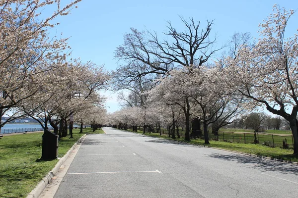 Güzel Pembe Kiraz Çiçeği Ağaçları Washington DC Caddesi