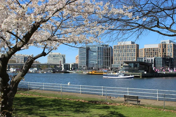 Boats Docked Cherry Blossom Trees The Wharf Waterfront DC — Stockfoto