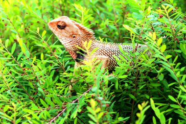 Sırtı dikenli bir Hint kertenkelesi avını bekliyor.