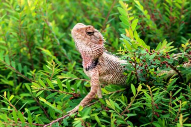 Sırtı dikenli bir Hint kertenkelesi avını bekliyor.