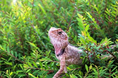 Sırtı dikenli bir Hint kertenkelesi avını bekliyor.