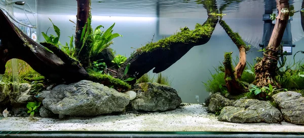 Homemade planted aquarium by using driftwood and aquatic plants