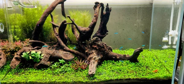 Homemade planted aquarium by using driftwood and aquatic plants