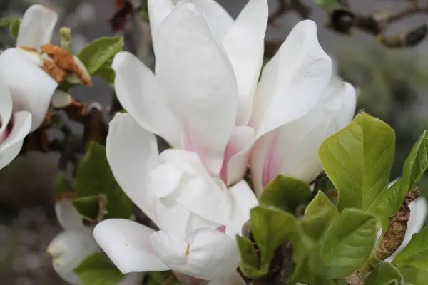 Vita Magnolia Blommor Trädgården — Stockfoto