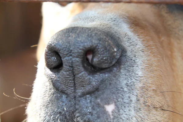 Detail Dogs Snout — Stock Photo, Image