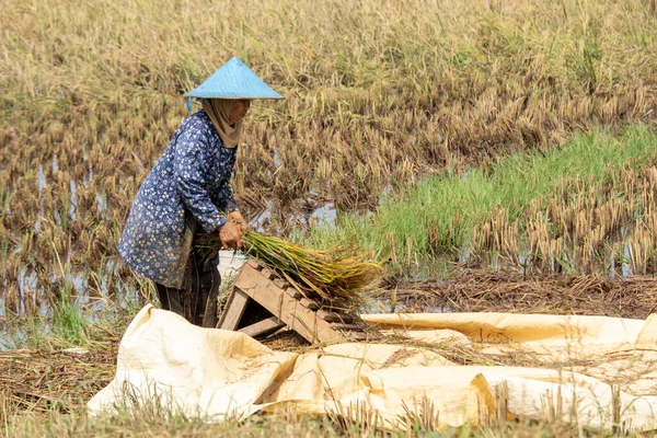 Cilacap Central Java Indonesia April 2022 Farmer Traditional Conical Hat — Stock Photo, Image