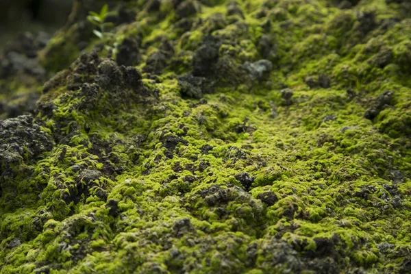 岩の上に住む苔の植物 — ストック写真